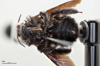 Media type: image;   Entomology 810641 Aspect: habitus ventral view